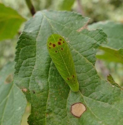 podalirius25 caterpillar 30 mm long on Prunus domesticus Reine Claude d'Oullins 03Aug18 (12a).JPG