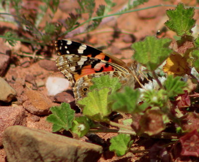 Painted Lady hiding in the grass.