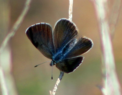 Female Black-eyed Blue, same uns as male but only a quick view??