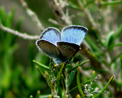 Black-eyed Blue, male.