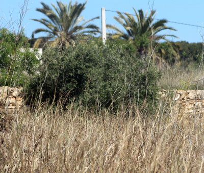 The terraced fields where the PT likes to rest, high rough grasses, no shorts here.