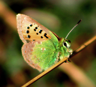 Provence Hairstreak