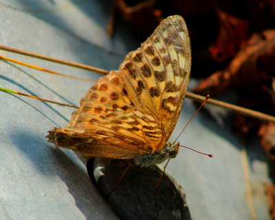 Silver-washed Frit.