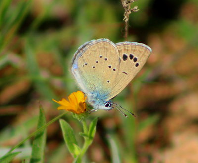 Black-eyed Blue male