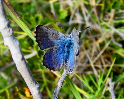 Panoptes Blue