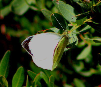 Large White(male)