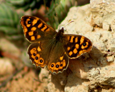 Speckled Wood.