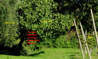 Context shot, the figs are not even near being ripe yet.(Click pic. to enlarge)