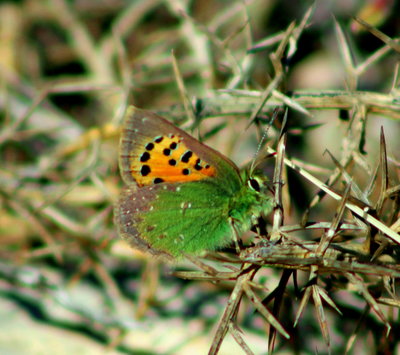 Provence Hairstreak, half S/Copper, half Green H/S, first seen in 2 years