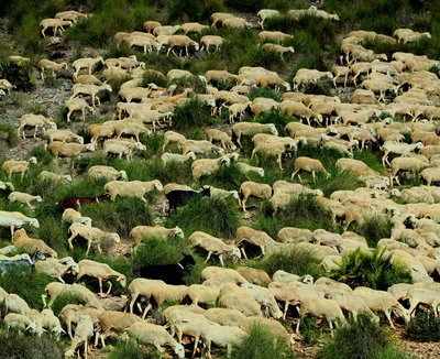 and a couple of hundred sheep munching their way across the terrain.