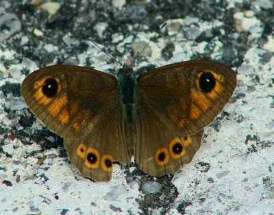 Large Wall Brown, male