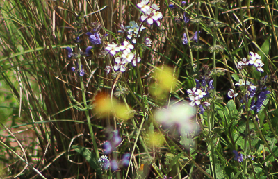 Best photo to date of a Provence Orange Tip, can you see it lol.