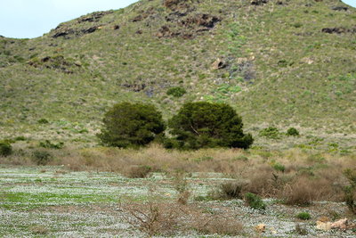 The bushes where I found the LSTB, out of the wind.