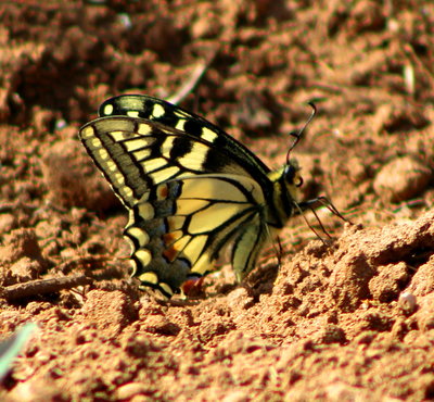 Swallowtail in the cleared field