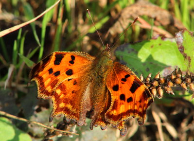 Old Comma