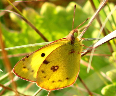 Very bright Clouded Yellow??