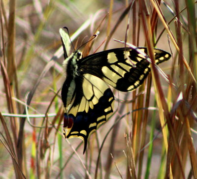 Swallowtail in flight.