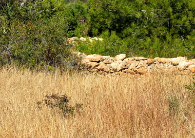 Dried grass field where Green H/S found.