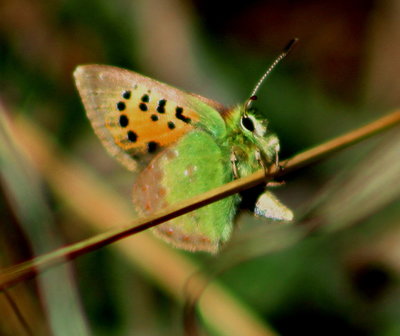 Provence Hairstreak, ovipositing.