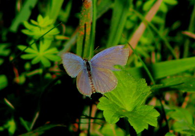 Short-tailed Blue ??