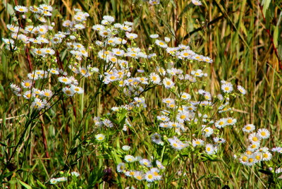 Still plenty of nectar around, Michaelmas daisies