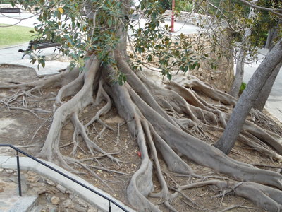 Tree with weird massive roots.