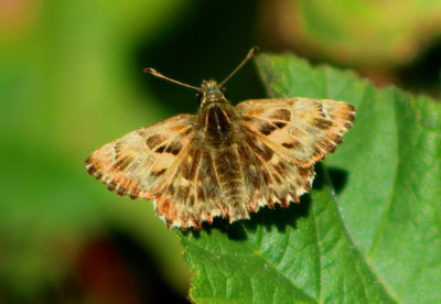 Mallow Skipper.