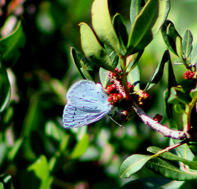 Holly Blue at the top of shrub(as usual)