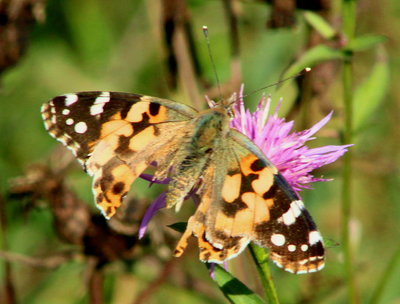 Painted Lady, just