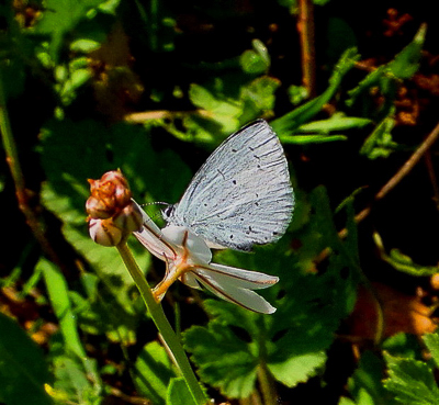 Holly Blue