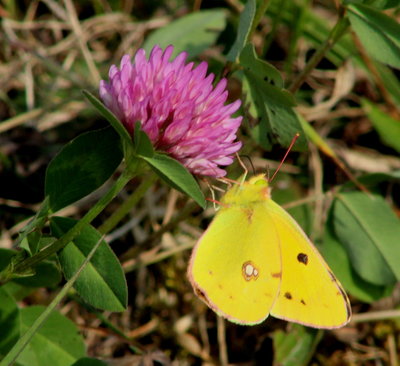 Clouded Yellow on clover