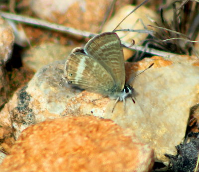 Long-tailed Blue, with tails this time.