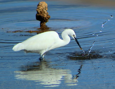 Little Egret(Egretta Garzetta Garzetta-Yellow feet)