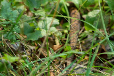 Snake tail, 2 feet away blurred pic due to shaking hand, 15 inches long but moving away from me.