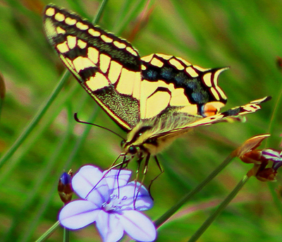 Swallowtail.