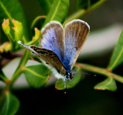 Black-eyed Blue, female.