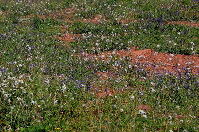 Many wild flowers in the adjacent fields to the car park.