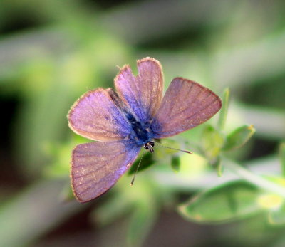 LSTB female.