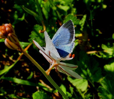 Holly Blue