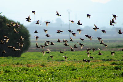 Birds feeding in the fields??