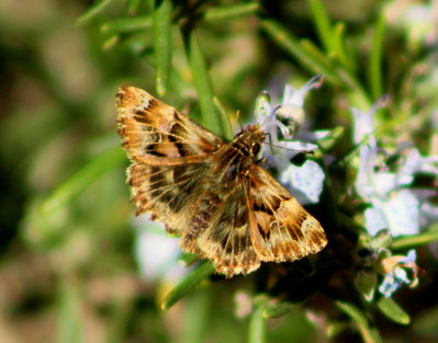 Mallow Skipper.