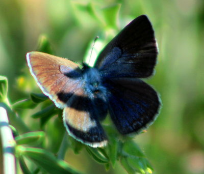 Black-eyed Blue, female