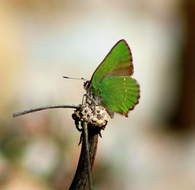 Green Hairstreak in dry river bed, not seen one for 2/3 weeks.