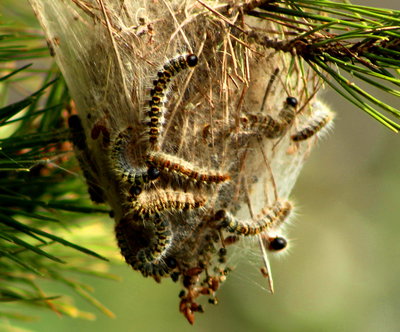 Processionary caterpillars are on the move.