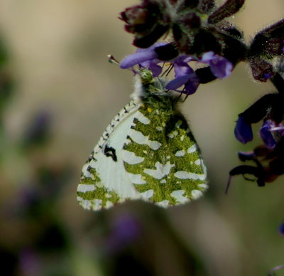 Western Dappled White