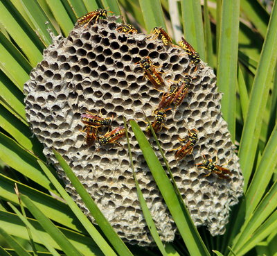 I think these are Paper Wasps, ID'd by Mikhail a couple of years ago?