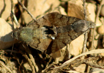 Humming-bird Hawk-moth in cop.