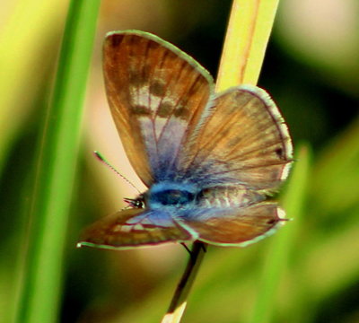 Lang's Short-Tailed Blue, female