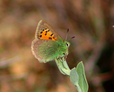 Provence Hairstreak(with his winter coat on)