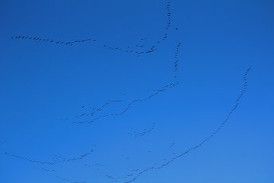 Hundreds of geese here, these were flying north??